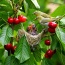 Cherry (anh đào) nhập khẩu tươi ngon, an toàn